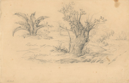 [Drvo i akantus] : [iz bilježnice crteža] / [Hugo Conrad von Hötzendorf].