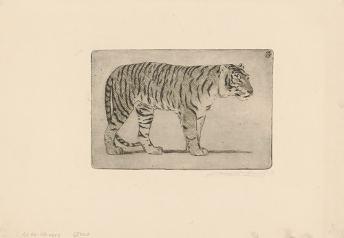 [Tigar] / Angjelko Kaurić
