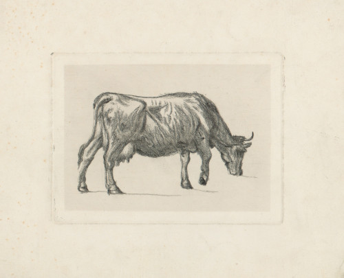 [Studija krave]  / [prema Raphaelu Winteru]