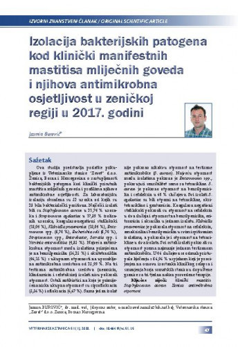 Izolacija bakterijskih patogena kod klinički manifestnih mastitisa mliječnih goveda i njihova antimikrobna osjetljivost u zeničkoj regiji u 2017. godini / Jasmin Burović.