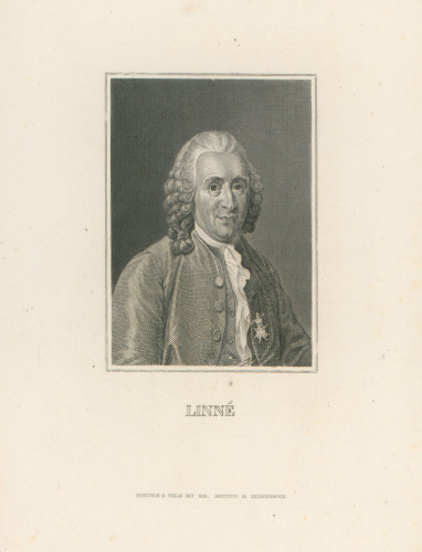 Linné.