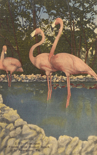Flamingos at Florida Wild animal Ranch.